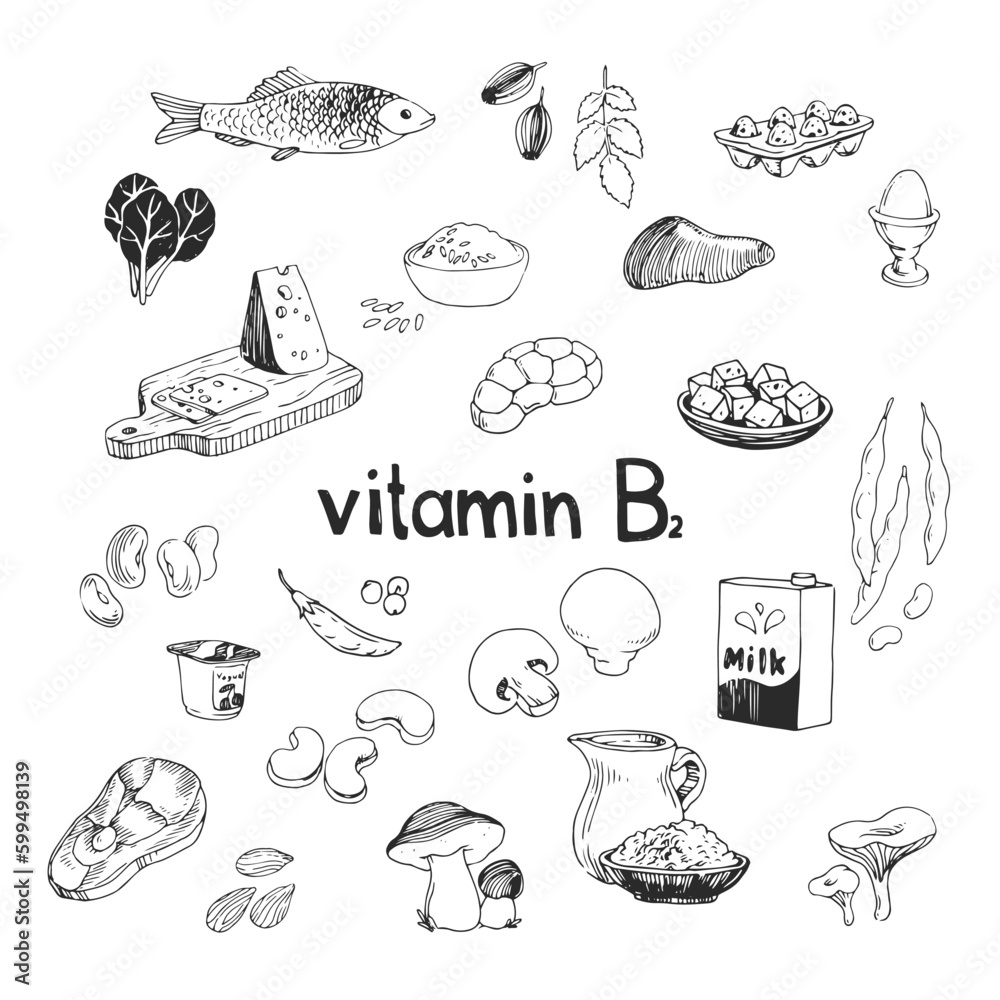 Vector hand-drawn set of vitamin B2 source foods. Dietetic organic nutrition. Doodle vector illustration with natural healthy products.