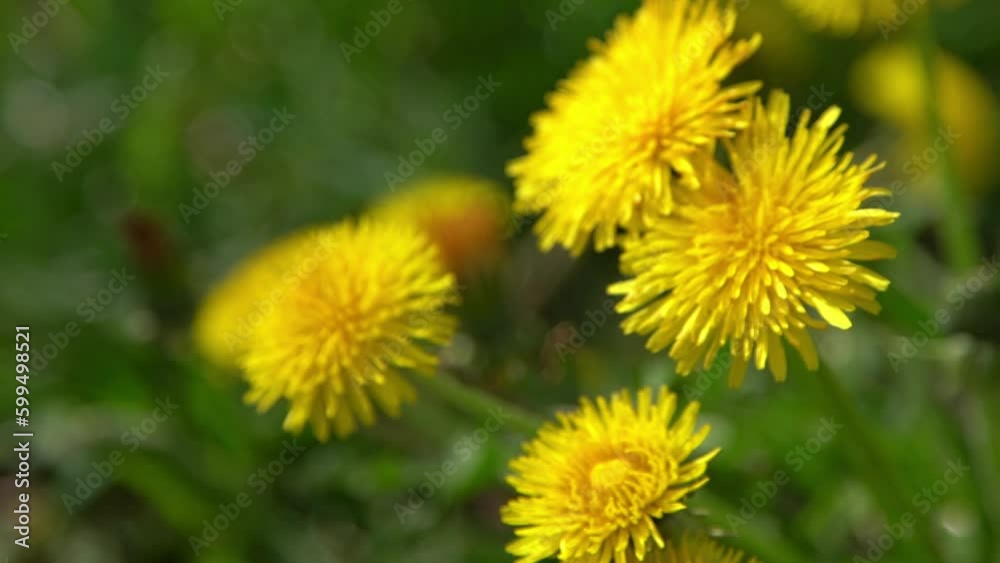 Yellow flowers dandelions on a green meadow in spring. Dandelion flower in the wind. Nature background. Buds in the sunlight. Flora petals. Botany beauty. Floral bloom. Wild field plant. Blooming mood Yellow flowers dandelions on a green meadow in spring. Dandelion flower in the wind. Nature background. Buds in the sunlight. Flora petals. Botany beauty. Floral bloom. Wild field plant. Blooming mood