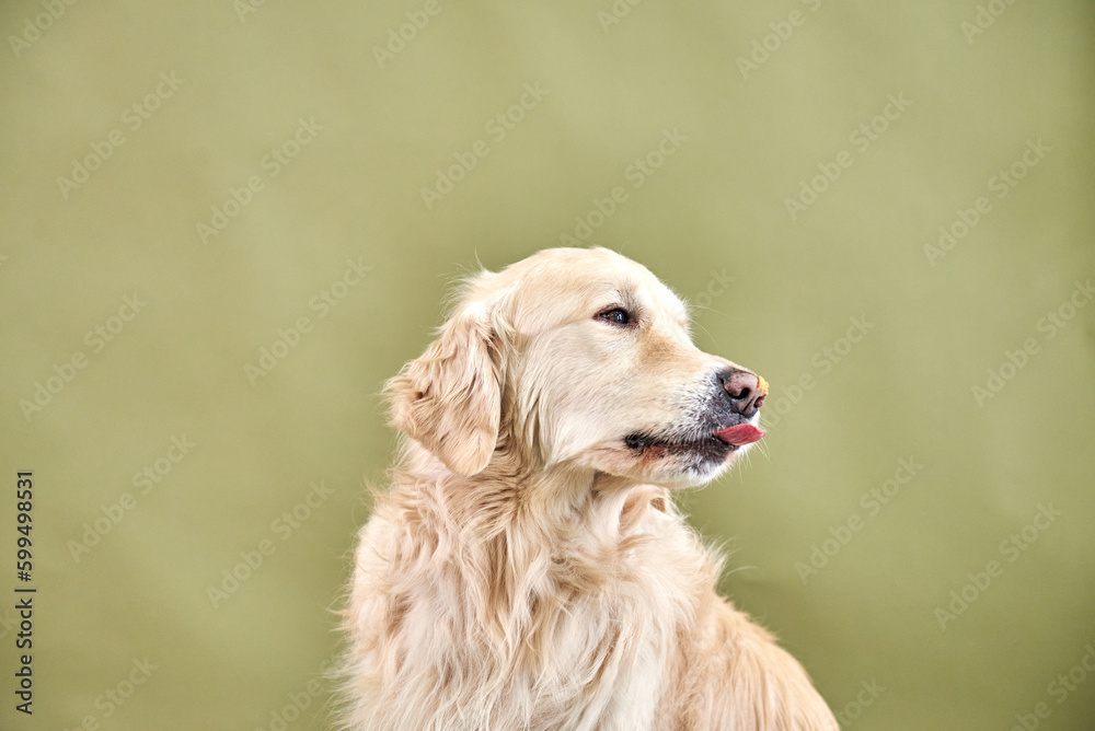 Golden retriever dog portrait