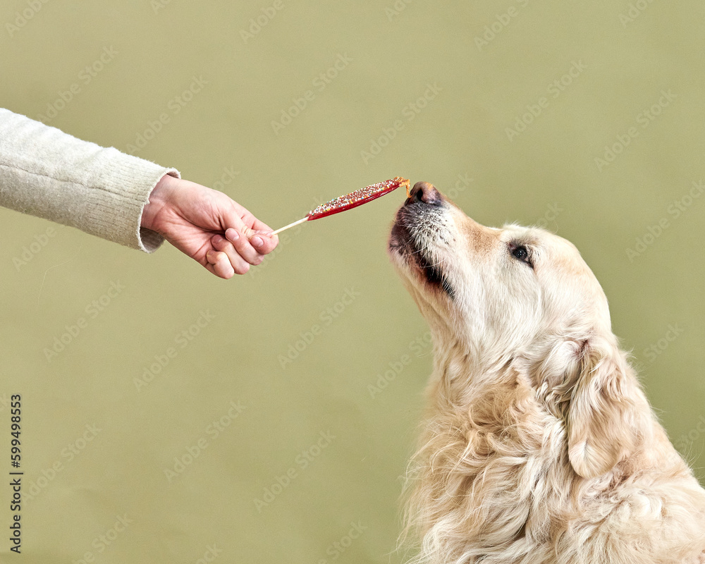 golden retriever licks a lollipop on a green background, studio shot close-up
