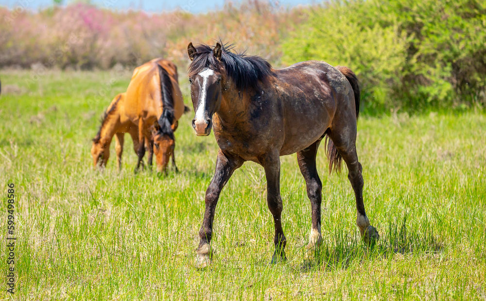 Horse and newborn foal on the background of mountains, a herd of horses graze in a meadow in summer and spring, the concept of cattle breeding, with place for text. Horse and newborn foal on the background of mountains, a herd of horses graze in a meadow in summer and spring, the concept of cattle breeding, with place for text.