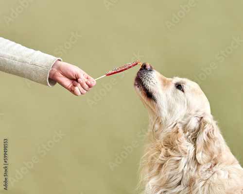 Obraz na płótnie golden retriever licks a lollipop on a green background, studio shot close-up w salonie