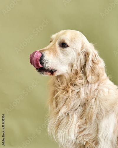 Dog breed golden retriever licks his tongue