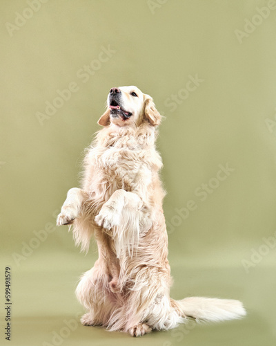 Dog breed golden retriever performs commands on an olive background