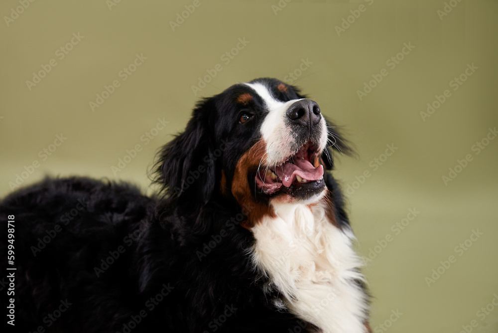 Dog bernese mountain dog portrait close up