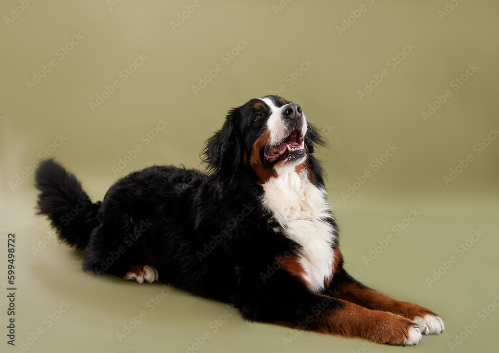 Dog Bernese mountain dog lies on a green background