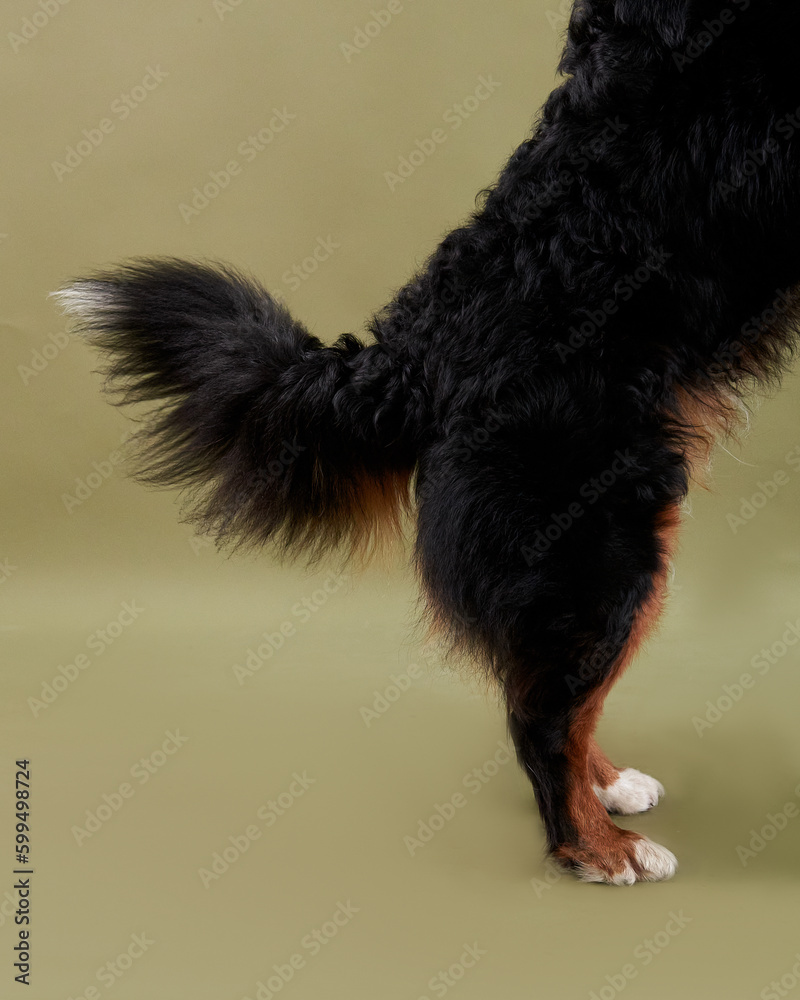 tail and paws of a dog close-up of a bernese mountain dog