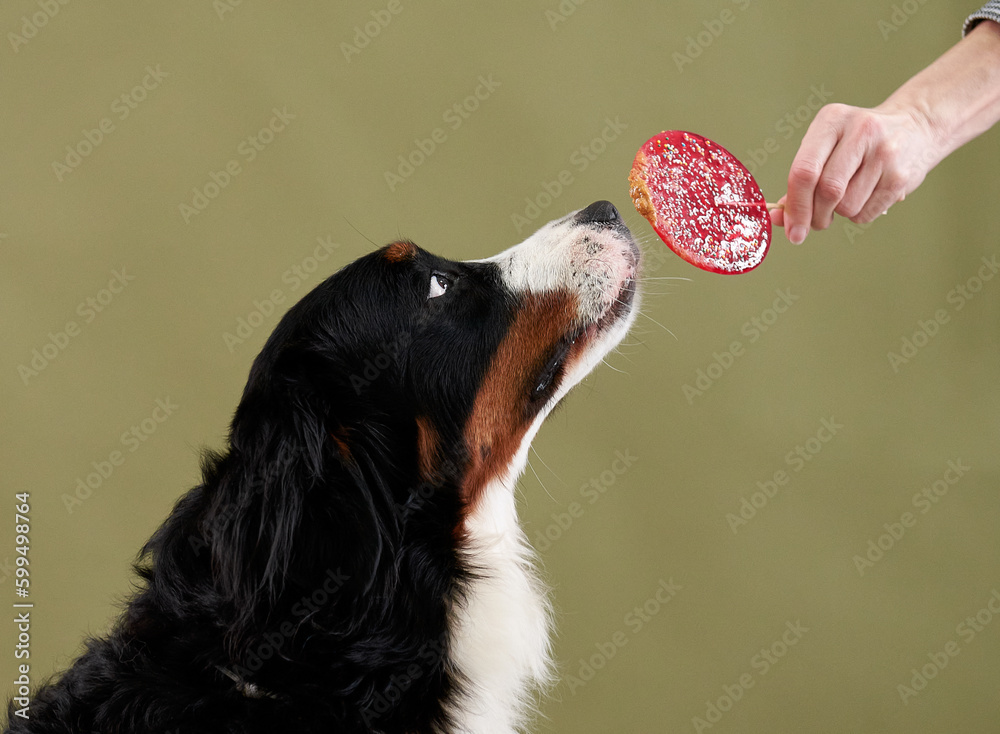 Bernese mountain dog licks a red lollipop, dog treat