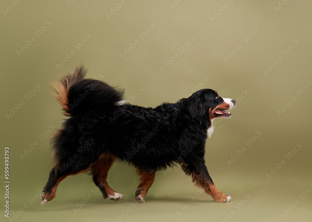 Dog bernese mountain dog in motion on a green background