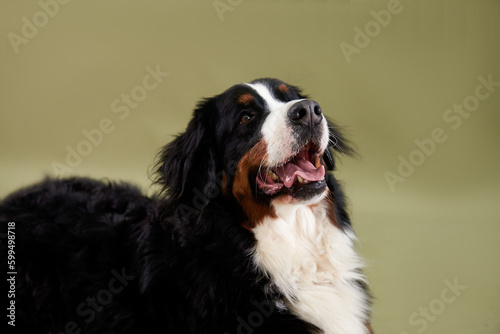 Obraz na płótnie Dog bernese mountain dog portrait close up w salonie