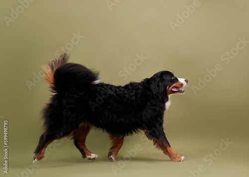 Obraz na płótnie Dog bernese mountain dog in motion on a green background w salonie