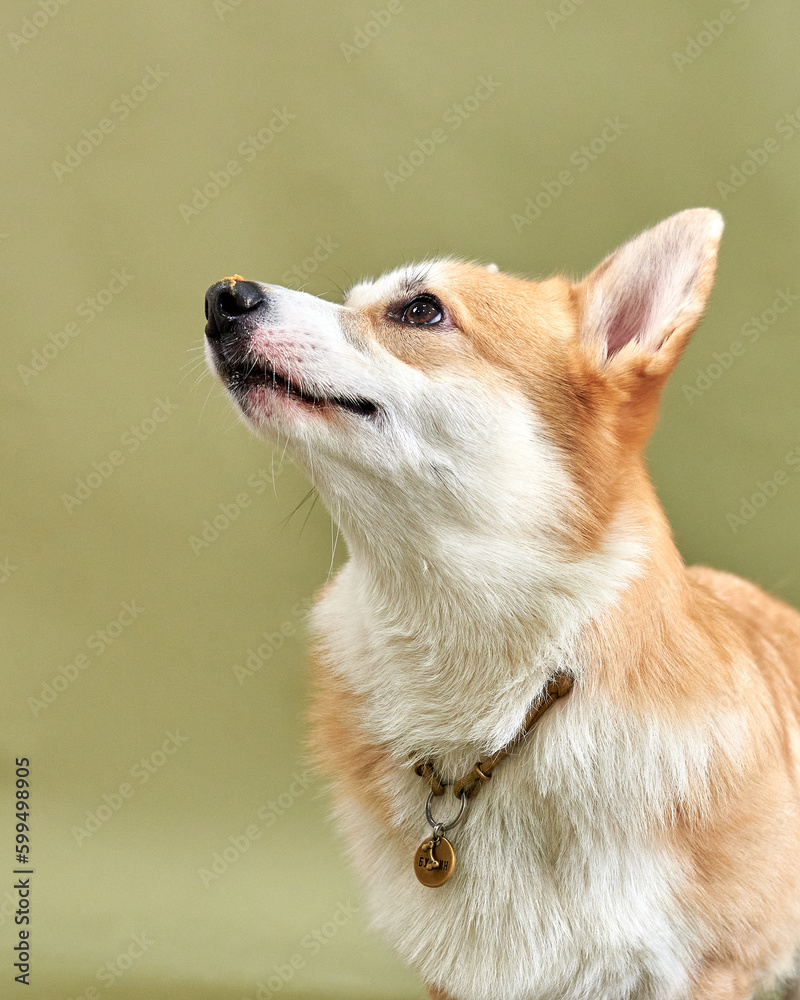 Portrait of a dog breed welsh corgi pembroke