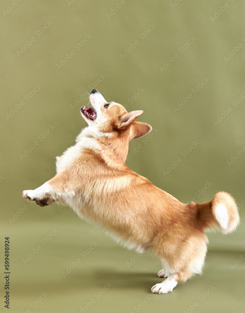 Corgi dog stands on its hind legs