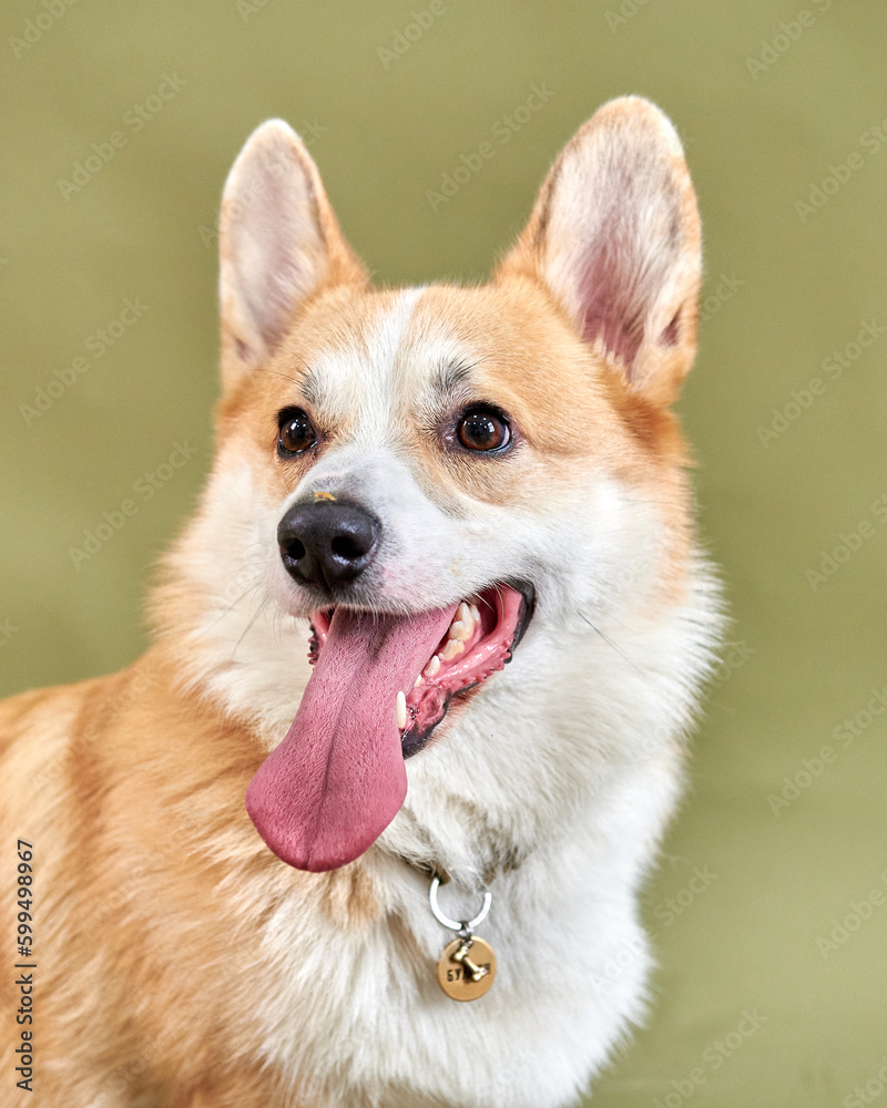 Corgi dog funny and cute sticks out his tongue