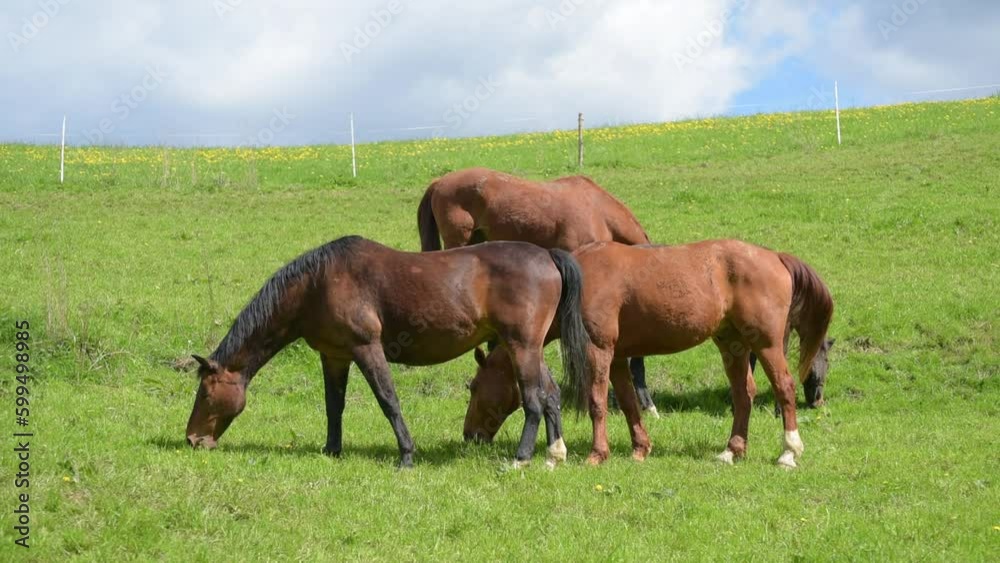 Herd of brown Oldenburger horses grazing in the meadow on a pasture eating grass in the rural countryside on a beautiful sunny day
Herd of brown Oldenburger horses grazing in the meadow on a pasture eating grass in the rural countryside on a beautiful sunny day