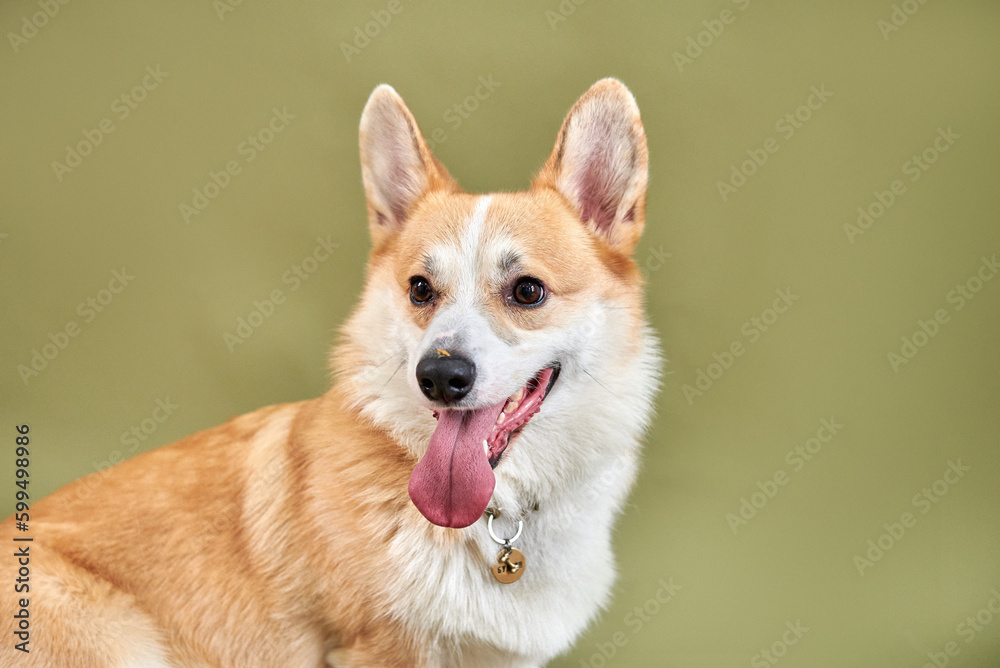 Portrait of a dog breed welsh corgi pembroke