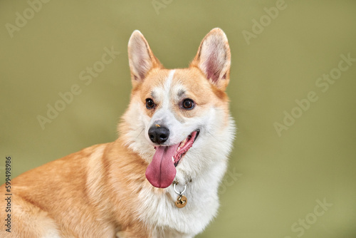 Obraz na płótnie Portrait of a dog breed welsh corgi pembroke w salonie