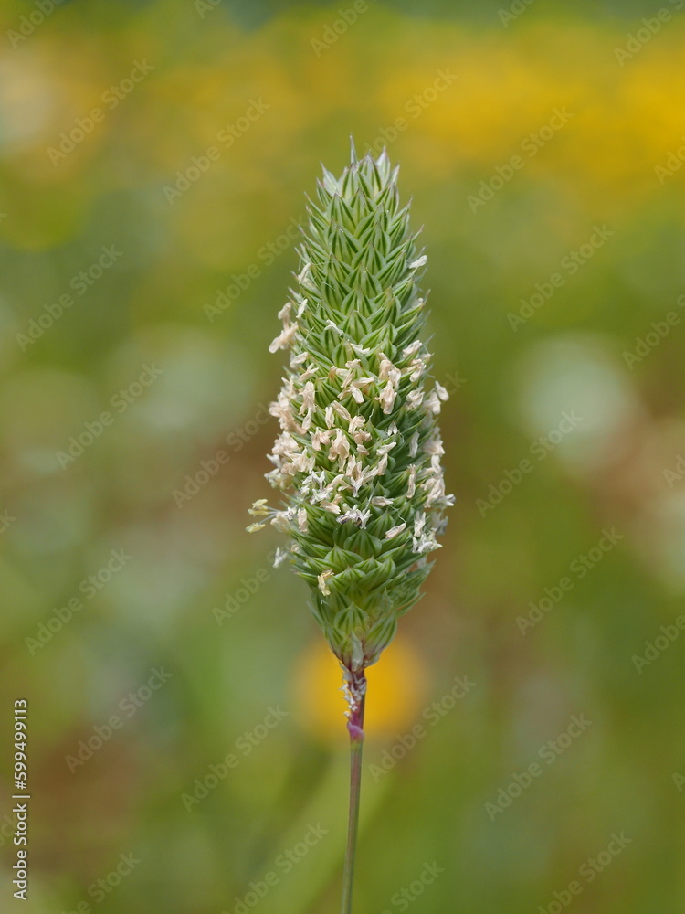 Lesser Canary Grass (Phalaris minor) Lesser Canary Grass (Phalaris minor)