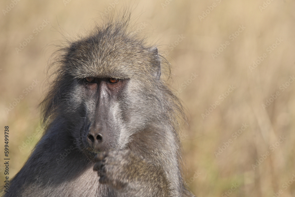 Bärenpavian / Chacma baboon / Papio ursinus.. Bärenpavian / Chacma baboon / Papio ursinus..