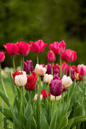wiosenne kompozycje kwiatowe w ogrodzie  tulipany