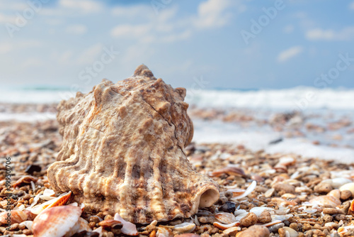 beautiful shell on the background of the seascape