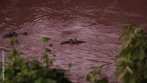 Hippopotamus group in a river with vocal male