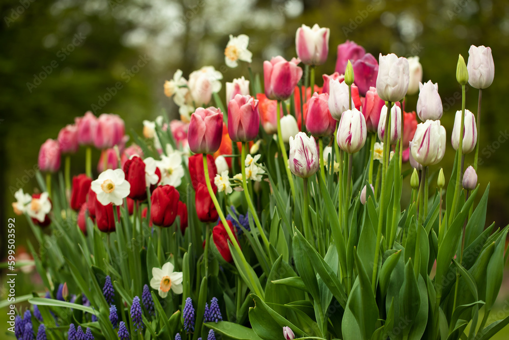 Naklejka premium tulipany i narcyze, wiosenna kompozycja