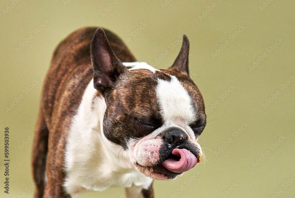 Boston dog portrait licking his tongue sticking out close-up olive background