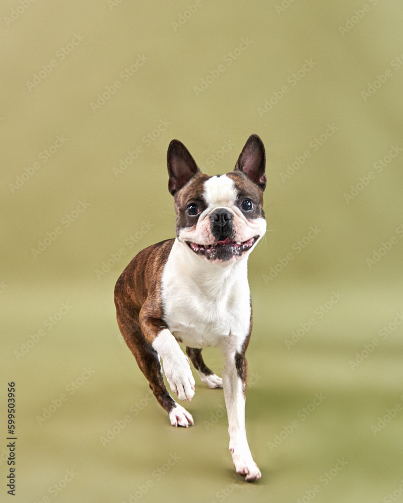 boston terrier dog smiling, happy dog