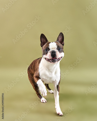 Obraz na płótnie boston terrier dog smiling, happy dog w salonie