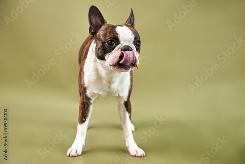 Obraz na płótnie Boston dog portrait licking his tongue sticking w salonie