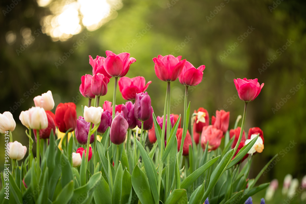 wiosenne kompozycje kwiatowe w ogrodzie, tulipany