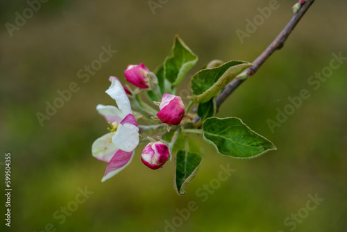 Pink apple tree blossom