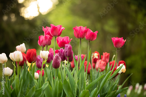 Fototapeta Naklejka Na Ścianę i Meble -  wiosenne kompozycje kwiatowe w ogrodzie, tulipany