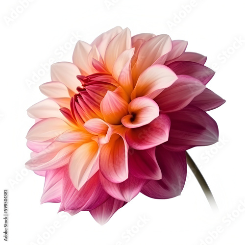 Bouquet of dahlia tulip tulips flower plant on white background. Flat lay  top view. macro