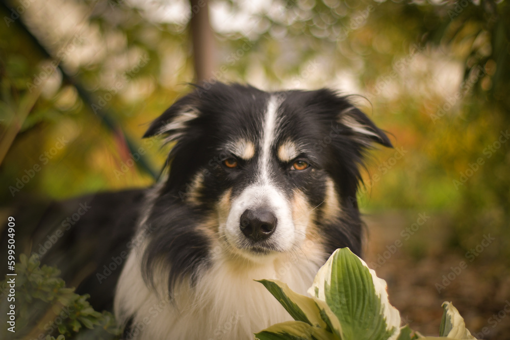 Autumn portrait of border collie in leaves. He is so cute in the leaves. He has so lovely face.