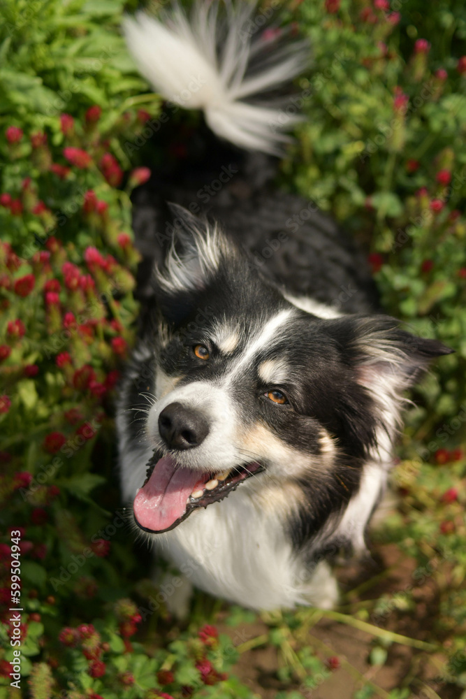 Adult border collie is sitting in crimson clover. He want it so much.