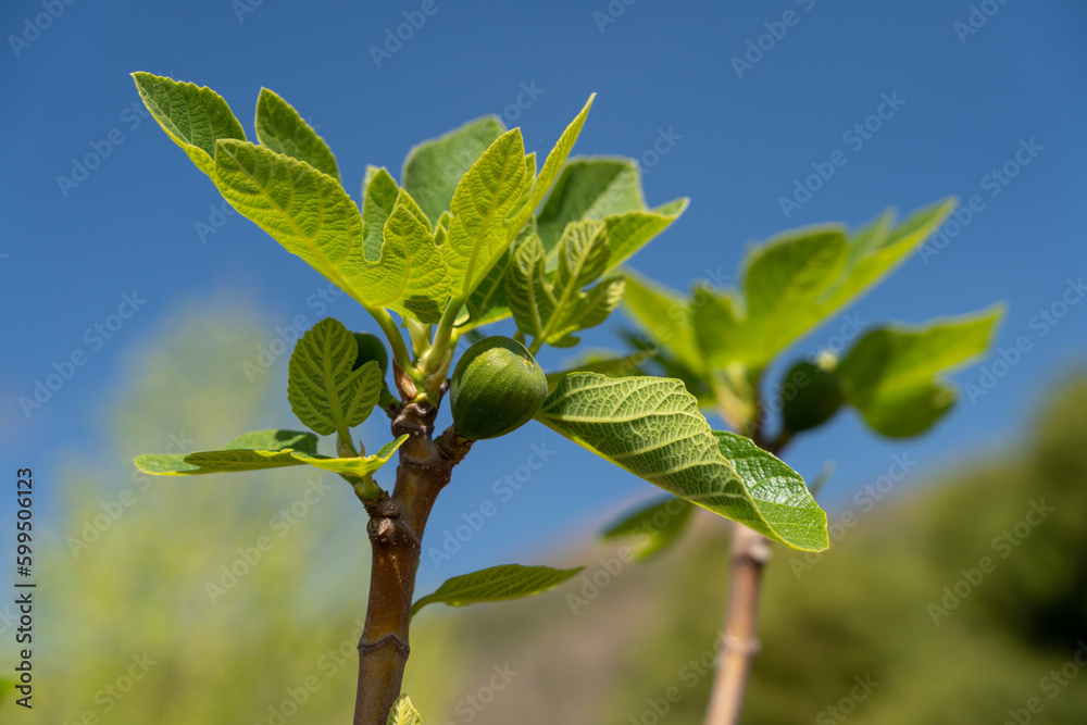 A green plant with a fruit against a blue sky. Sunny warm spring day in Spain A green plant with a fruit against a blue sky. Sunny warm spring day in Spain