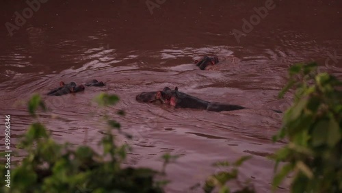 Hippopotamus group in a river with vocal male