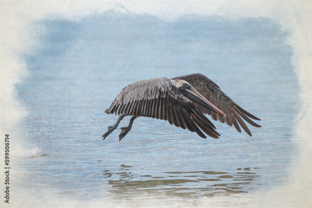 Fototapeta premium Digital watercolour painting of a wild Brown Pelican bird flying over the sea.