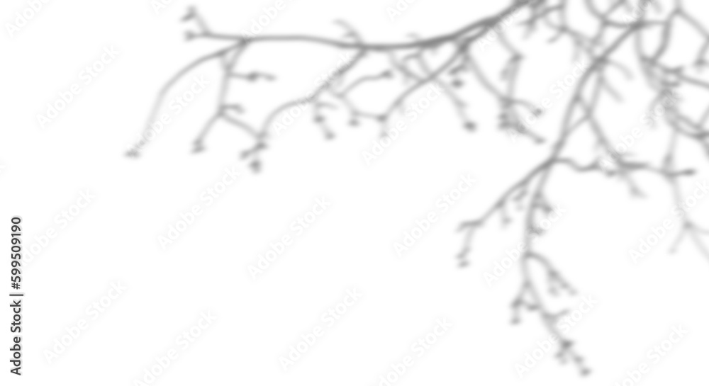 isolate blur trees branches shadow on transparent backgrounds 3d render png isolate blur trees branches shadow on transparent backgrounds 3d render png