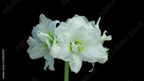 time lapse blooming beautiful white Amaryllis, Hippeastrum flower, macro isolated on pure black background, close-up. Wedding backdrop, Valentine's Day, holiday, love, birthday design concept.