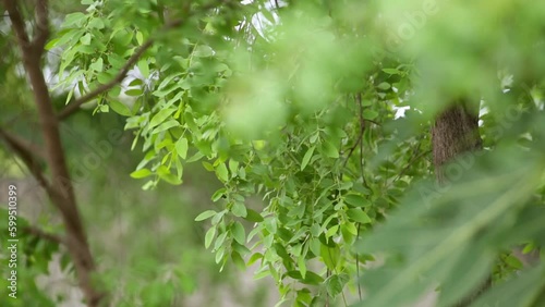 A young sandalwood tree with blossoms on its branches during the spring photo