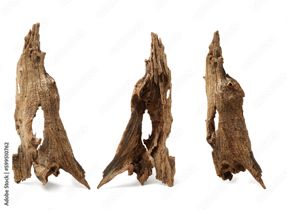 Fototapeta premium stump