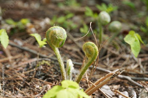 春の訪れを告げる山菜、ゼンマイ