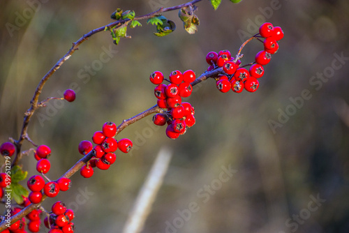 Red berries on a shrub branch close-up	
