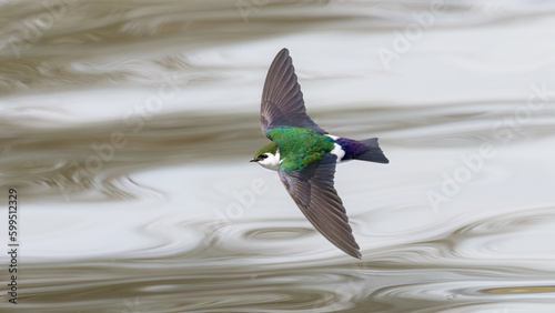 Violet Green Swallow