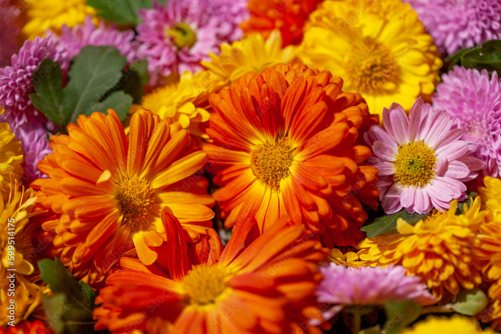 Chrysanthemums flowers background Chrysanthemums flowers background