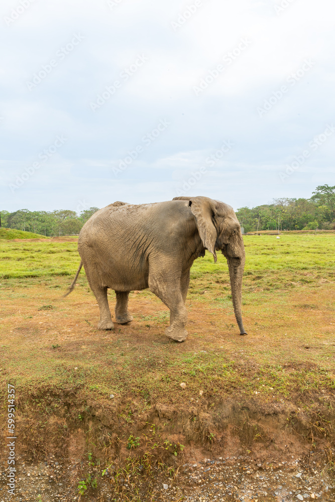Obraz premium African elephants in the wild, beautiful landscape