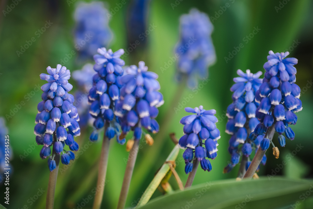 Beautiful Muscari botryoides Flower Blooming in an Outdoor Garden. Purple violet Muscari botryoides Flowers in a Garden Setting with Natural Light Beautiful Muscari botryoides Flower Blooming in an Outdoor Garden. Purple violet Muscari botryoides Flowers in a Garden Setting with Natural Light